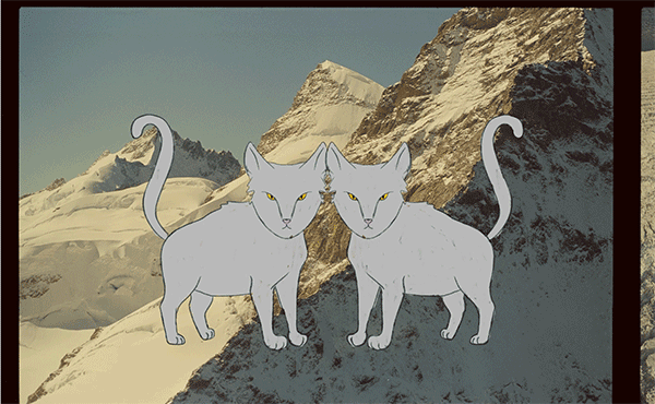 cat gif